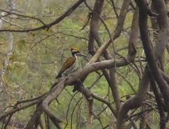 Chrysocolaptes festivus