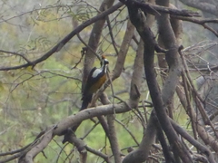 Chrysocolaptes festivus