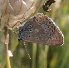 Polyommatus