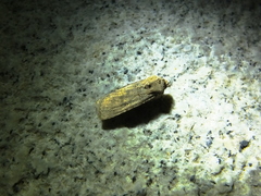 Agrotis segetum