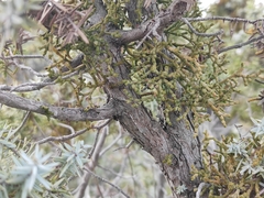 Arceuthobium oxycedri