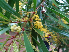 Acacia spirorbis