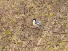 Parus cinereus