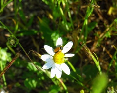 Cryptocephalus rugicollis