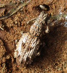 Microcerus