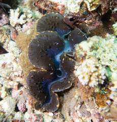 Tridacna maxima