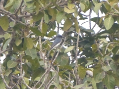 Dicrurus caerulescens