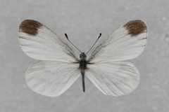 Leptidea sinapis