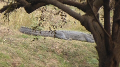 Crocodylus palustris