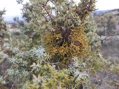 Arceuthobium oxycedri