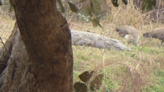 Crocodylus palustris