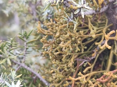 Arceuthobium oxycedri
