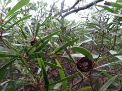Acacia spirorbis