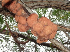 Acacia spirorbis