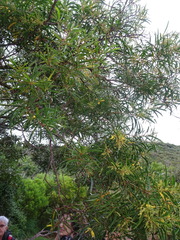 Acacia spirorbis