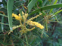 Acacia spirorbis