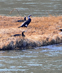 Phalacrocorax carbo