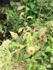 Hyptis capitata
