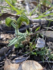 Pterostylis vittata