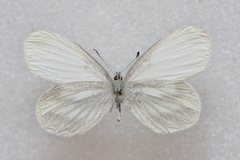 Leptidea sinapis