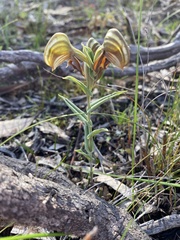 Pterostylis vittata