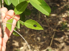 Parawixia bistriata