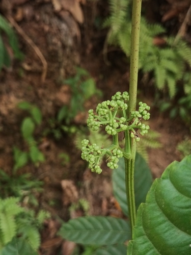 Image of Leea indica by (c) Pranav Chandra Bose, some rights reserved (CC BY)