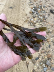 Fucus distichus