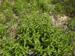 Austroeupatorium inulifolium