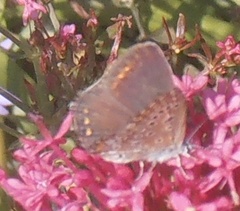 Polyommatus