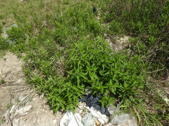 Austroeupatorium inulifolium