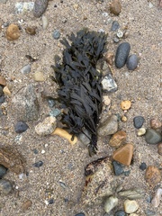 Fucus distichus