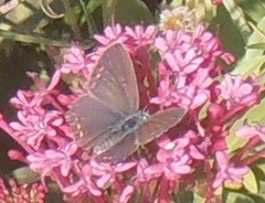 Polyommatus