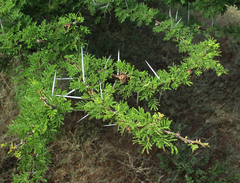 Vachellia tortilis