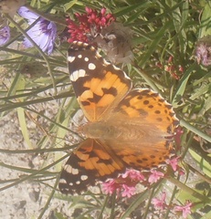 Vanessa cardui