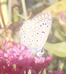 Polyommatus