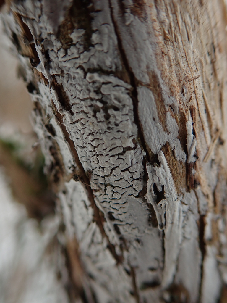 Elder Whitewash