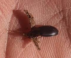 Calathus melanocephalus