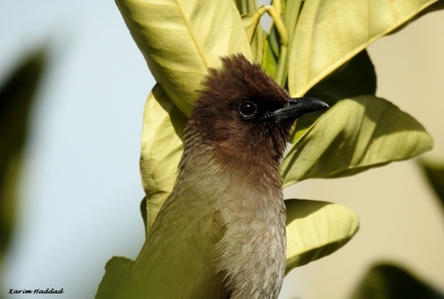 Bulbul naranjero (Pycnonotus barbatus)