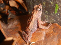 Atelopus flavescens