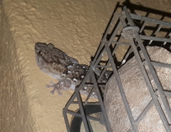 Chondrodactylus turneri