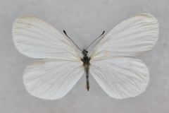 Leptidea sinapis