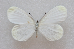 Leptidea sinapis