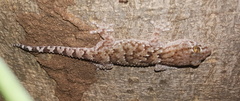Chondrodactylus turneri
