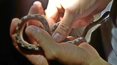 Dasypeltis scabra