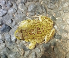 Sclerophrys garmani