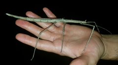 Bactrododema