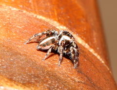 Evarcha denticulata