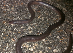 Atractaspis bibronii