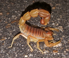 Parabuthus mossambicensis